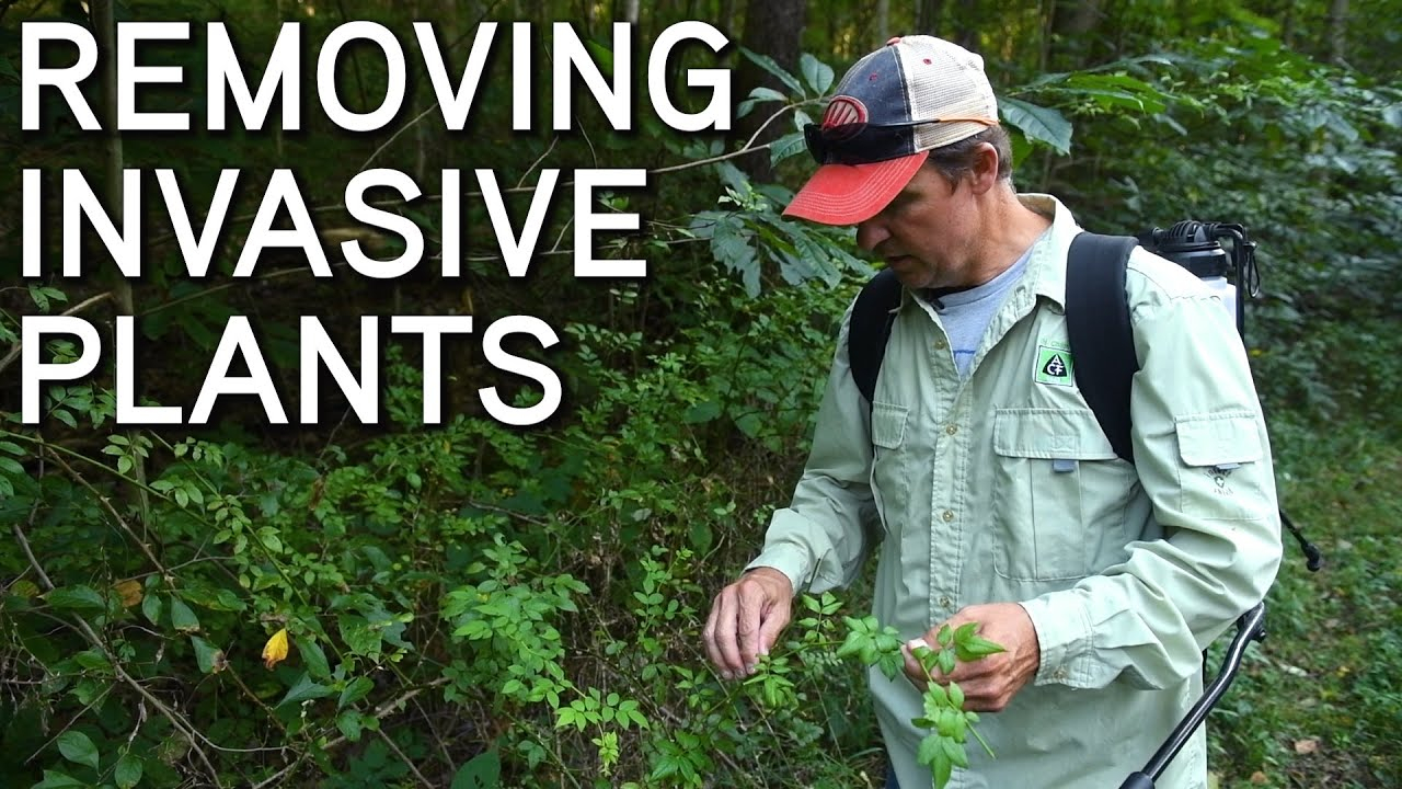 Removing Invasive Species (Plants) | Application And Timing - Youtube intended for Landscaping Mistakes That Cost Money