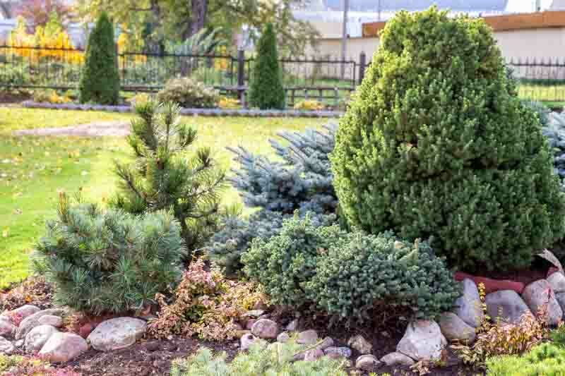 Small Evergreen Shrubs For Year-Round Appeal for Best Evergreen Shrubs For Front Yard