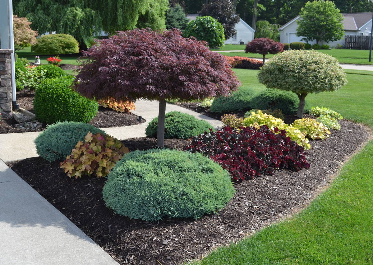 Trees For Home Landscaping At Adrienne Maldonado Blog in Seven reliable evergreen shrubs that transform empty front yard spaces into polished year round landscapes