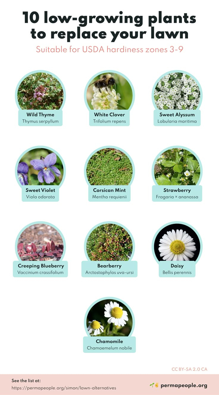 10 Low-Growing Plants To Replace Your Lawn | Grass Alternative, Lawn ... with The best low growing plants to replace thirsty turf grass in 2026