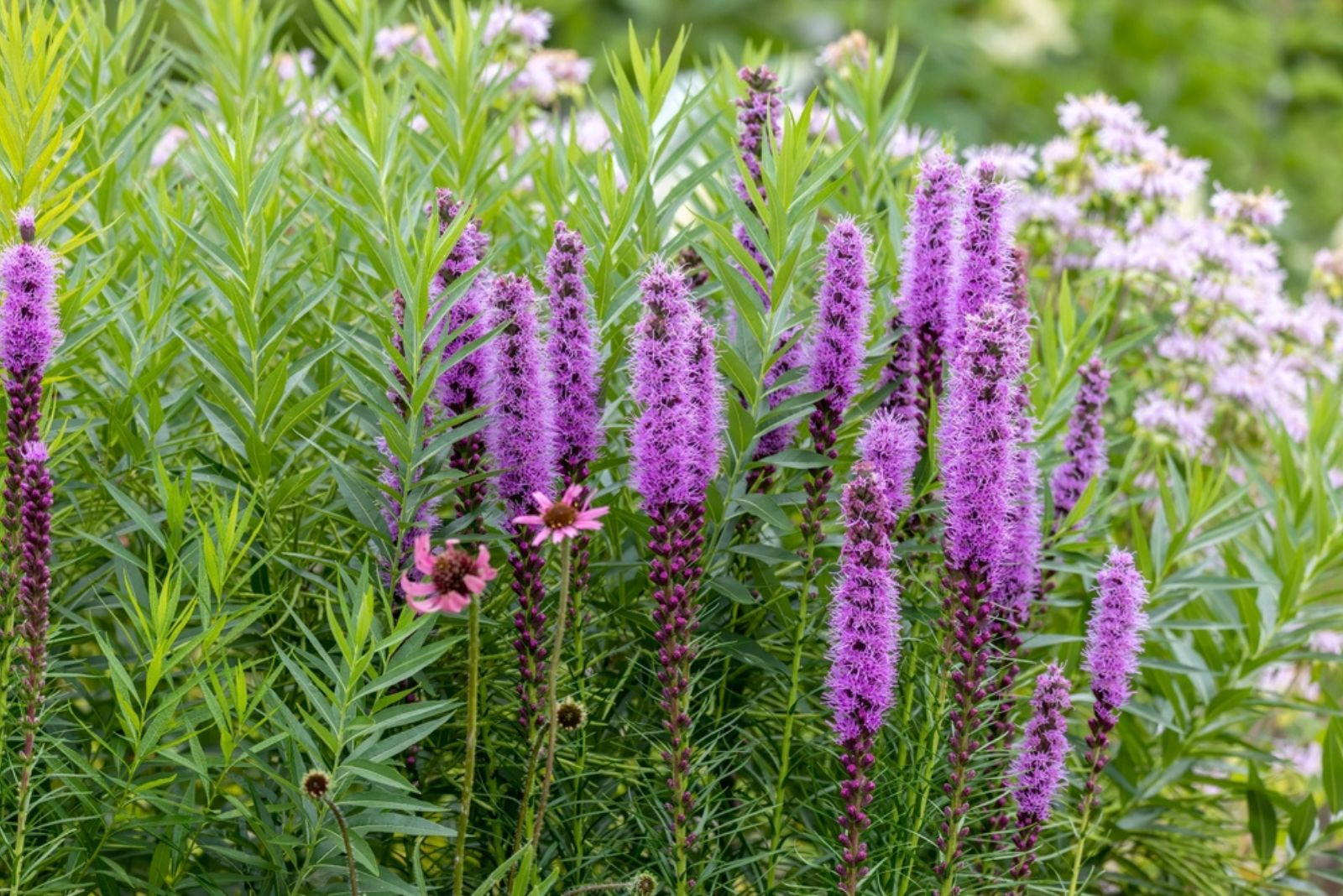 11 Perennials That Bring Wildlife To Your Garden for Best Plants For Garden Borders Full Sun