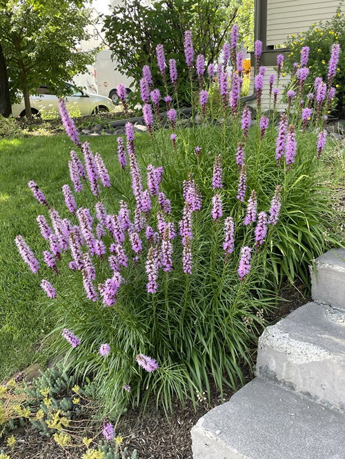 15 Perennials You Should Prune In Fall | Balcony Garden Web with Best Plants For Garden Borders Full Sun