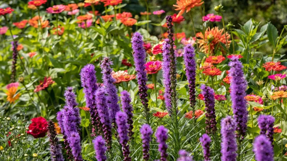 19 Beautiful Perennial Flowers Perfect For Tough Clay Soil Gardens regarding Why these tough little perennials are secret weapons for blazing hot garden pathways