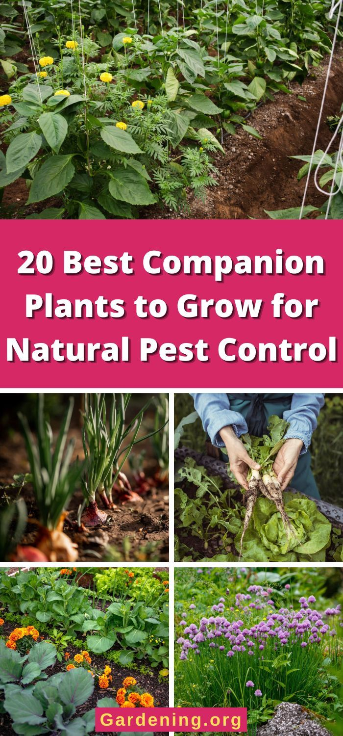 20 Best Companion Plants To Grow For Natural Pest Control | Garden ... within Natural Pest Control Secrets Hidden Inside Every Good Companion Planting Guide