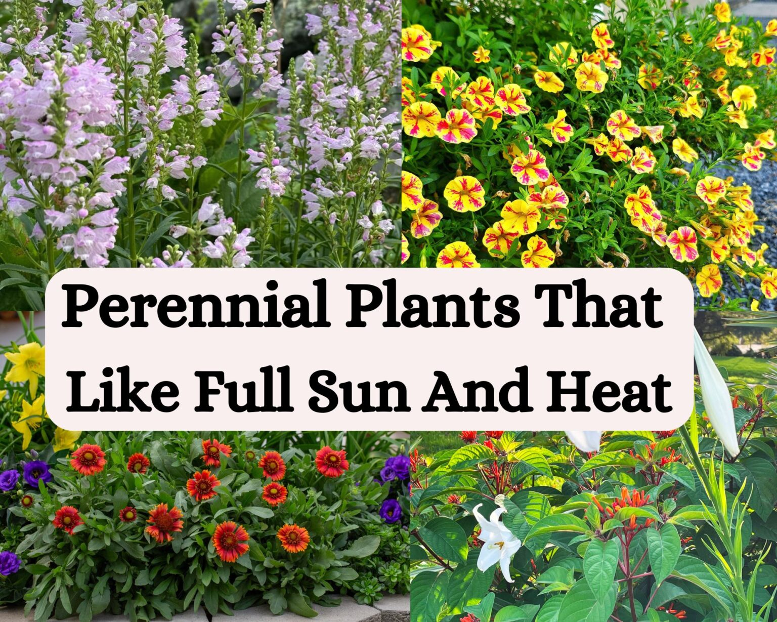 20 Perennial Plants That Like Full Sun And Heat within Why these tough little perennials are secret weapons for blazing hot garden pathways