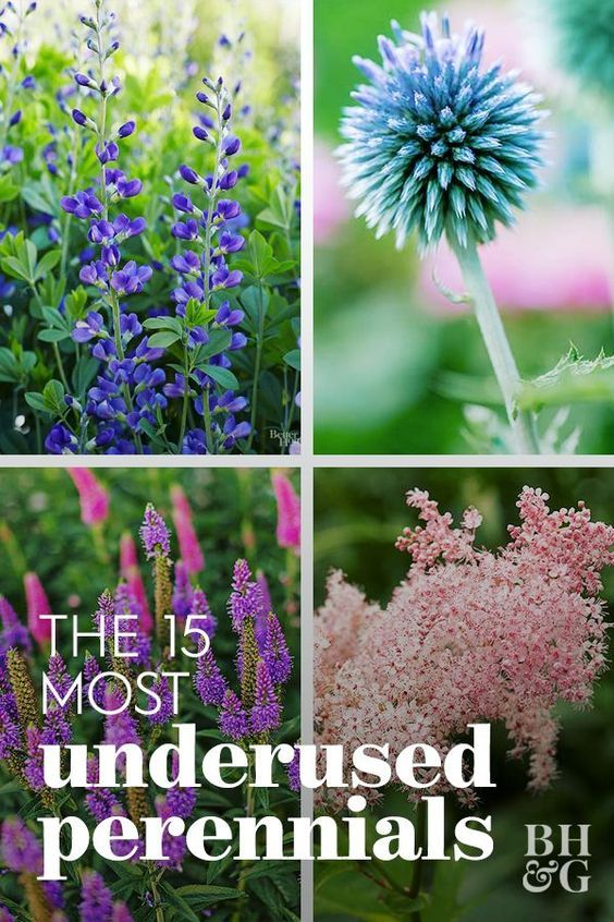 20 Underused Perennials That Will Bring Unexpected Beauty To Your ... throughout Best Plants To Grow Along Fence Line
