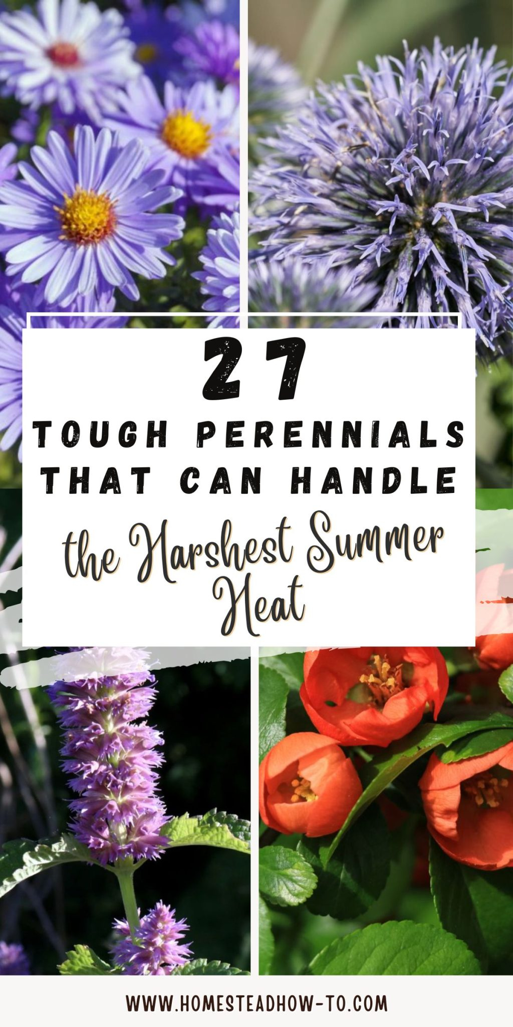 Why these tough little perennials are secret weapons for blazing hot garden pathways