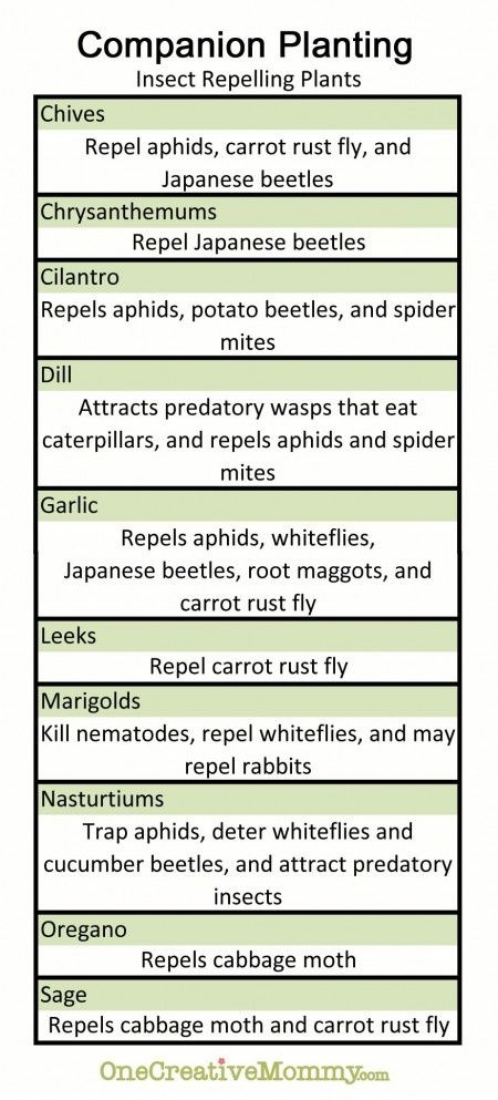 Companion Planting: A Guide To Planting Vegetables And Herbs Together ... in Companion Planting Chart Beginners