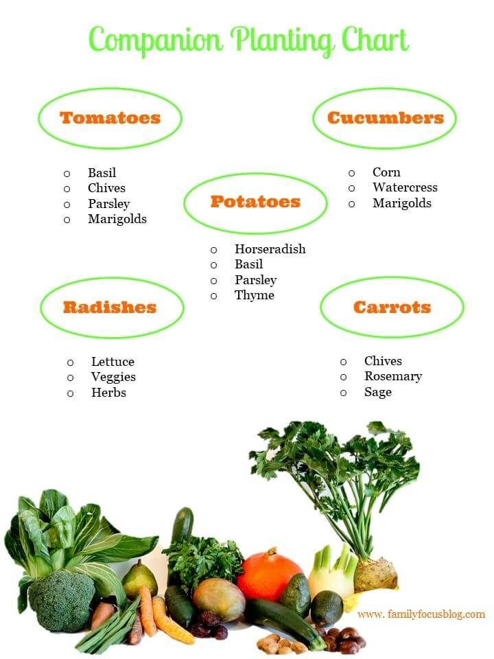 Companion Planting Chart For Natural Pest Control | Interplanting ... within Companion Planting Chart Beginners