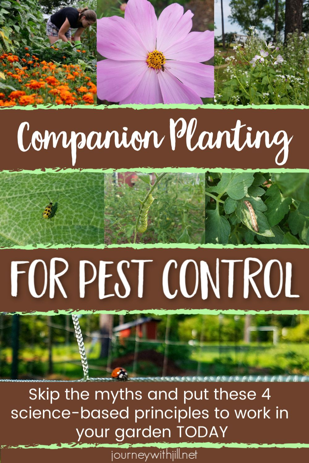 Companion Planting For Pest Control | The Beginner's Garden | Companion ... regarding Natural Pest Control Secrets Hidden Inside Every Good Companion Planting Guide