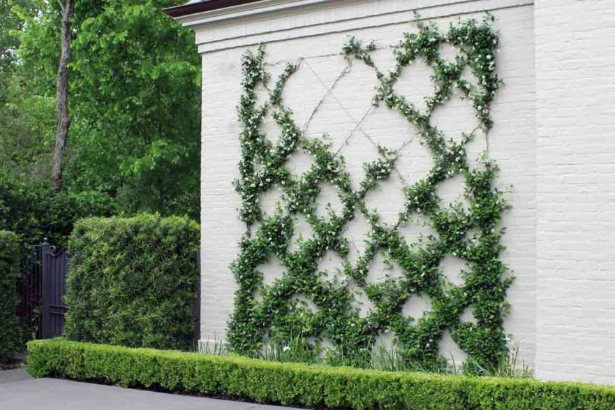 Creeping Vines For Walls Top Flowering Vines To Grow In The Pacific regarding Natural Ways to Frame Your Foundation Planting Using Creeping Greenery