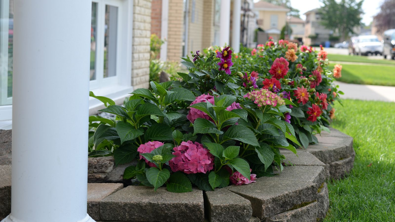 Foundation Plants: 13 Perfect Plants To Frame Your Home – Botanical ... for Natural Ways to Frame Your Foundation Planting Using Creeping Greenery
