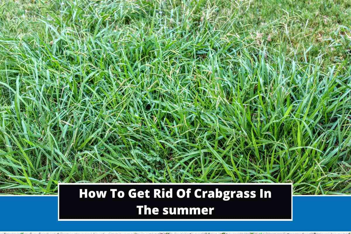 How To Get Rid Of Crabgrass In A Garden At Robin Clark Blog intended for How To Prevent Crabgrass In Lawn