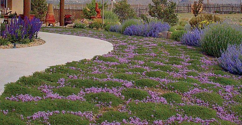 Low Maintenance Groundcovers throughout Low Growing Plants For Curb Appeal