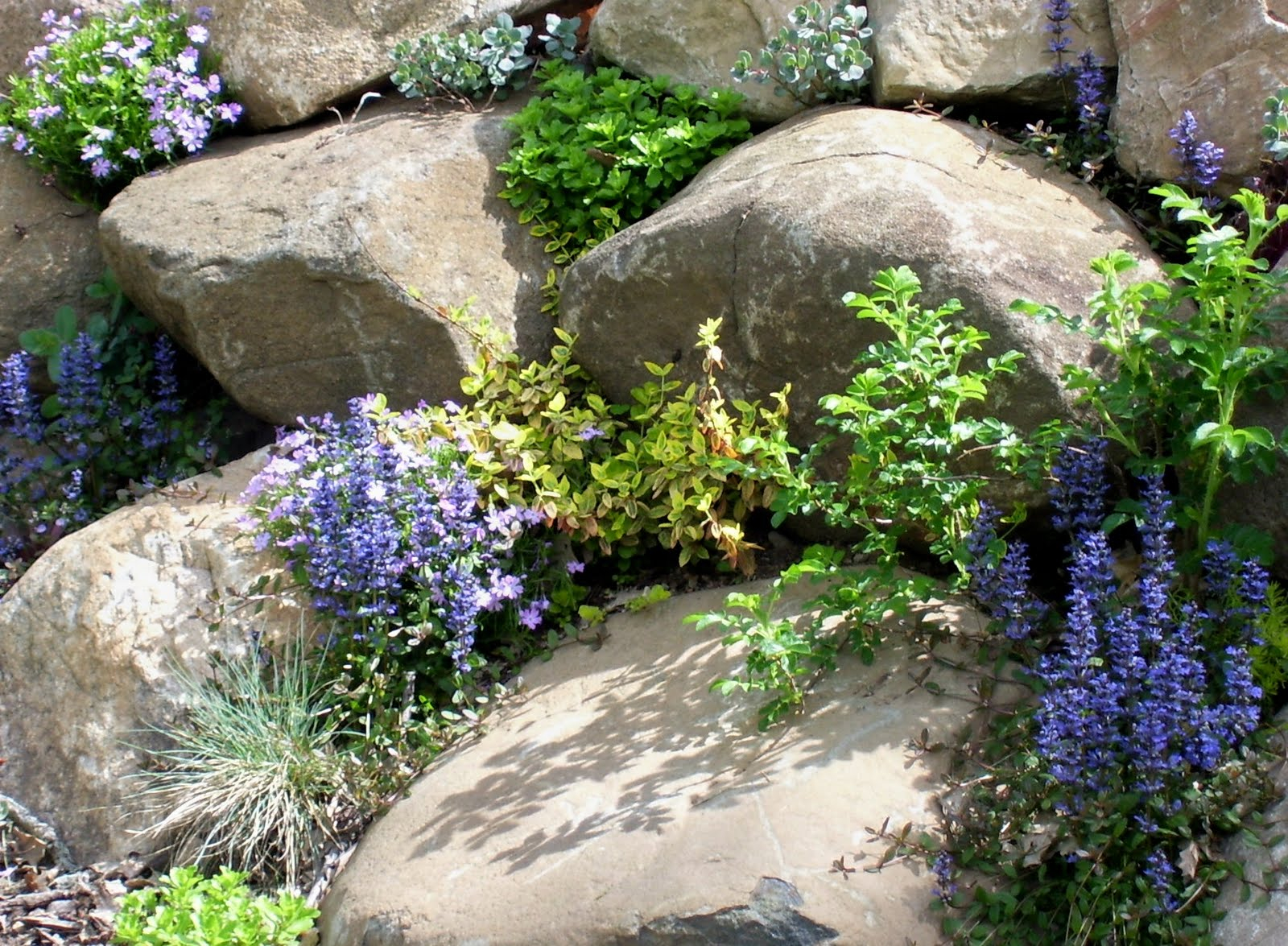 Talking To Plants: Planting A Rock Wall Face throughout Natural Ways to Frame Your Foundation Planting Using Creeping Greenery