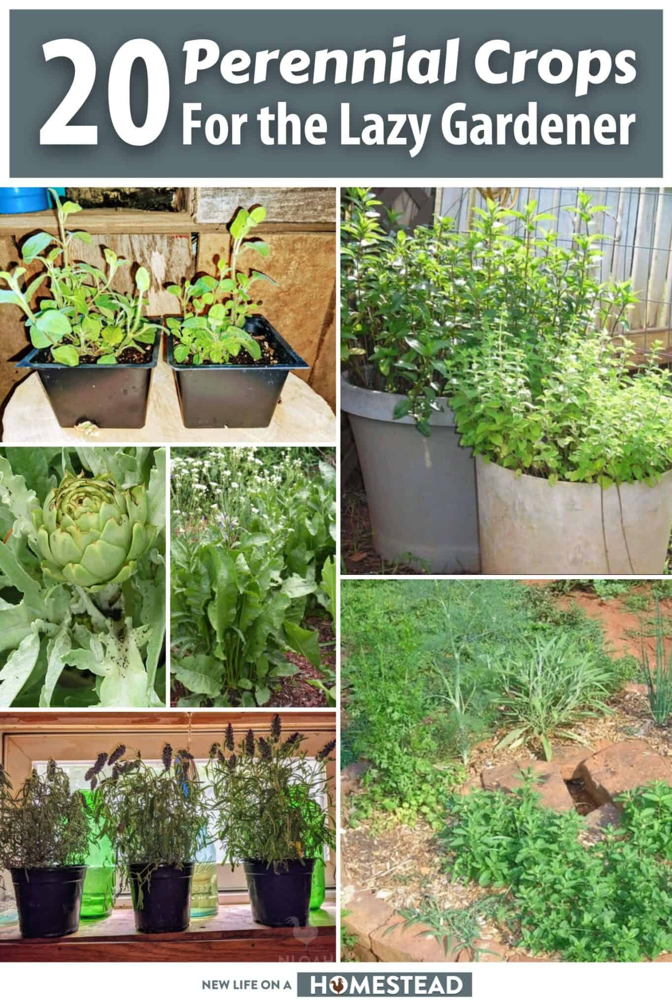 Top 20 Perennial Crops For The Lazy Gardener throughout Twenty Proven Perennials That Bring New Life to Any Sunny Fence Line