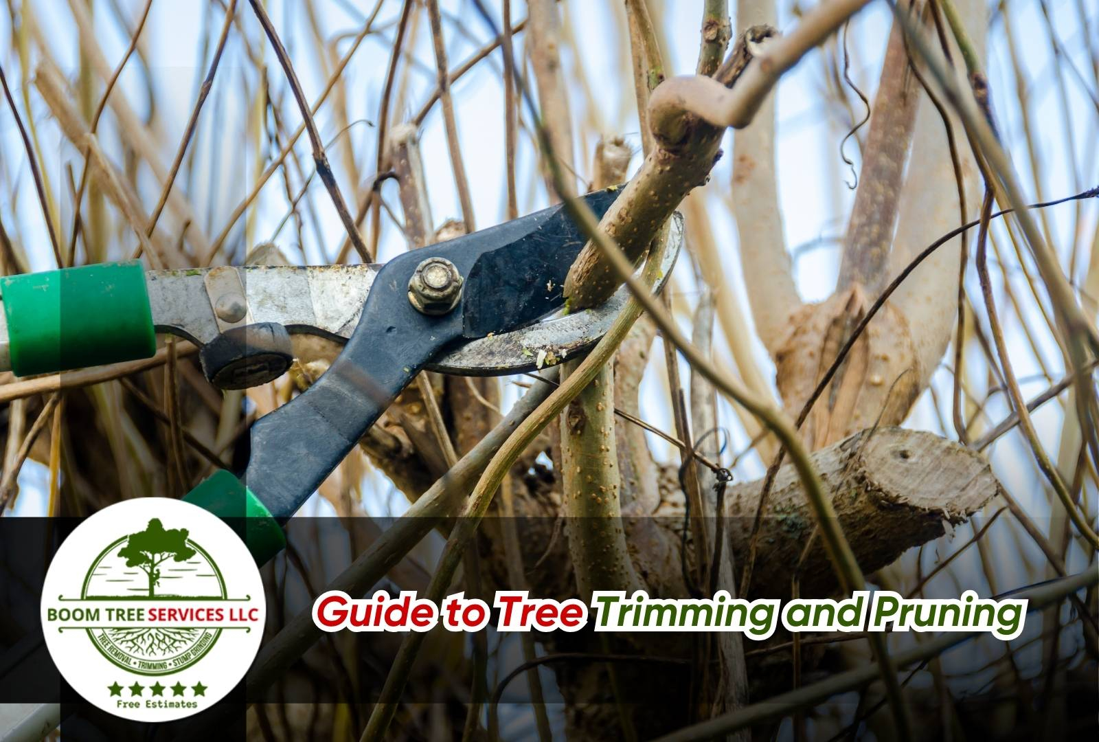 Tree Trimming And Pruning Guide For Healthy, Strong Trees with Real Homeowner Budgets for Professional Tree Trimming and Pruning Services