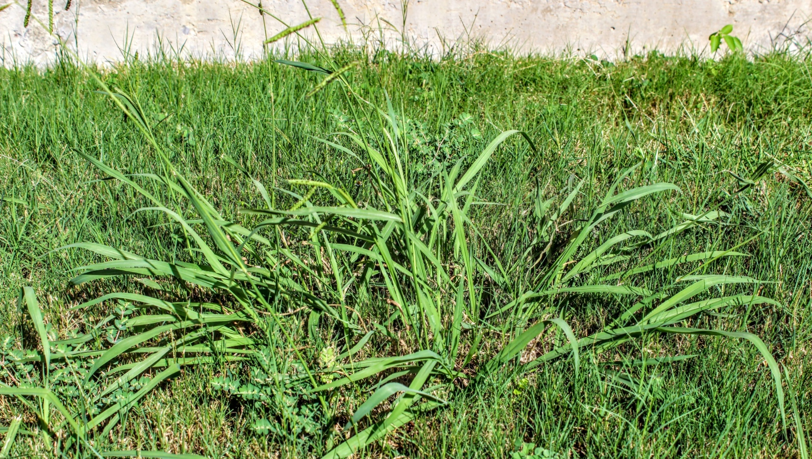 When Does Crabgrass Die? What You Need To Know About The Weed&amp;#039;s Life ... throughout How To Prevent Crabgrass In Lawn