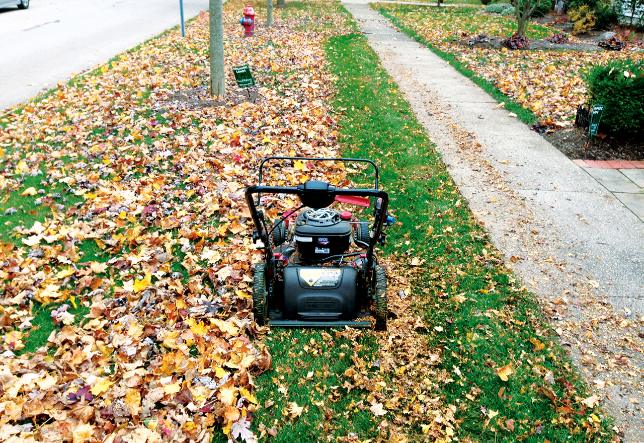 Why Not To Rake Your Leaves This Year intended for Why Raking Your Fall Leaves into the Curb Is the Biggest Gardening Mistake You Can Make